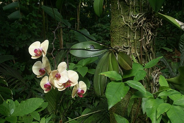 White and pink orchid plant growing in Hawaii
