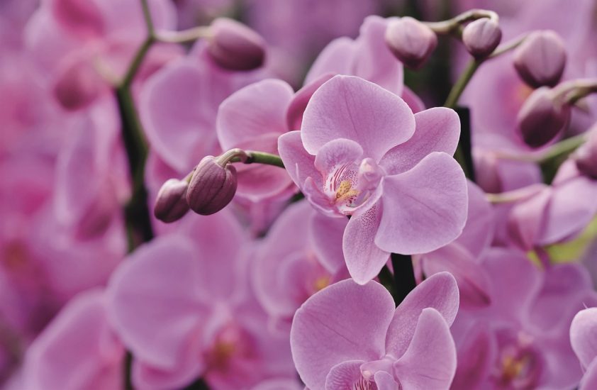 Close-up of pink orchids flowering