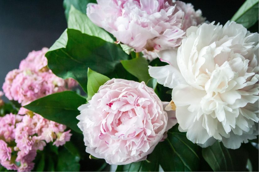 White and pink peonies in an arrangement