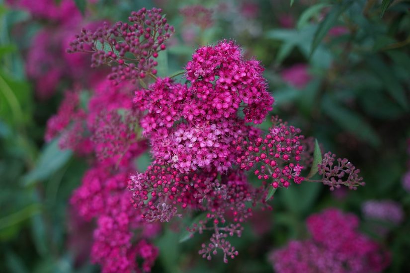 Bush of pink alyssum flowers growing