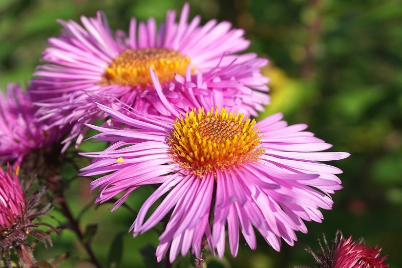 Pink aster flowers growing outdoors