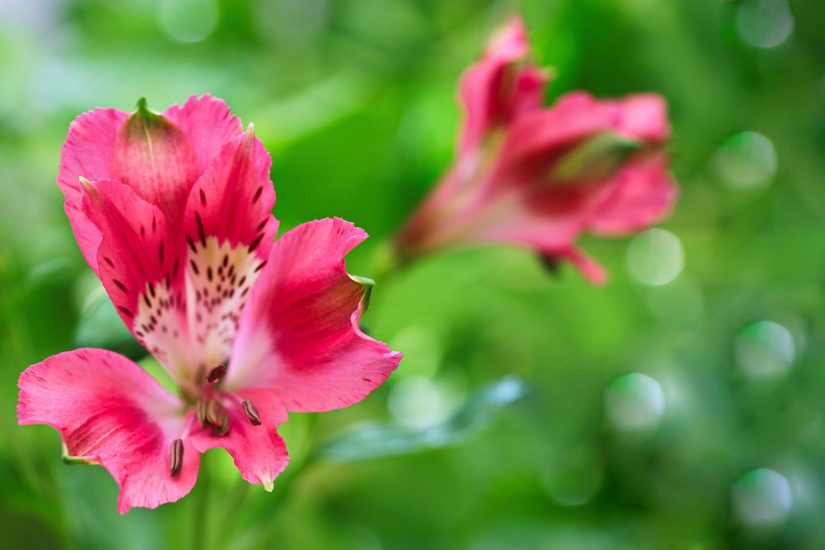 Close-up of pink peruvian lilies blooming