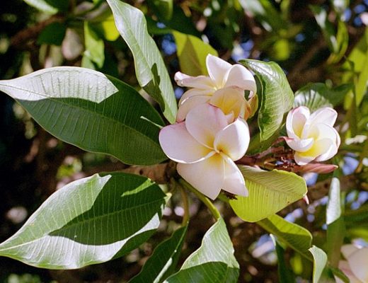 Plumeria flowers blooming in Hawaii