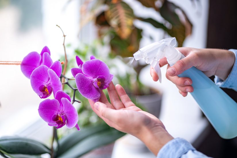 Person using spray bottle on flowers
