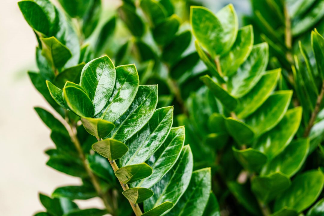 Close-up of a ZZ plant's leaves