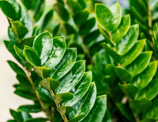 Close-up of a ZZ plant's leaves