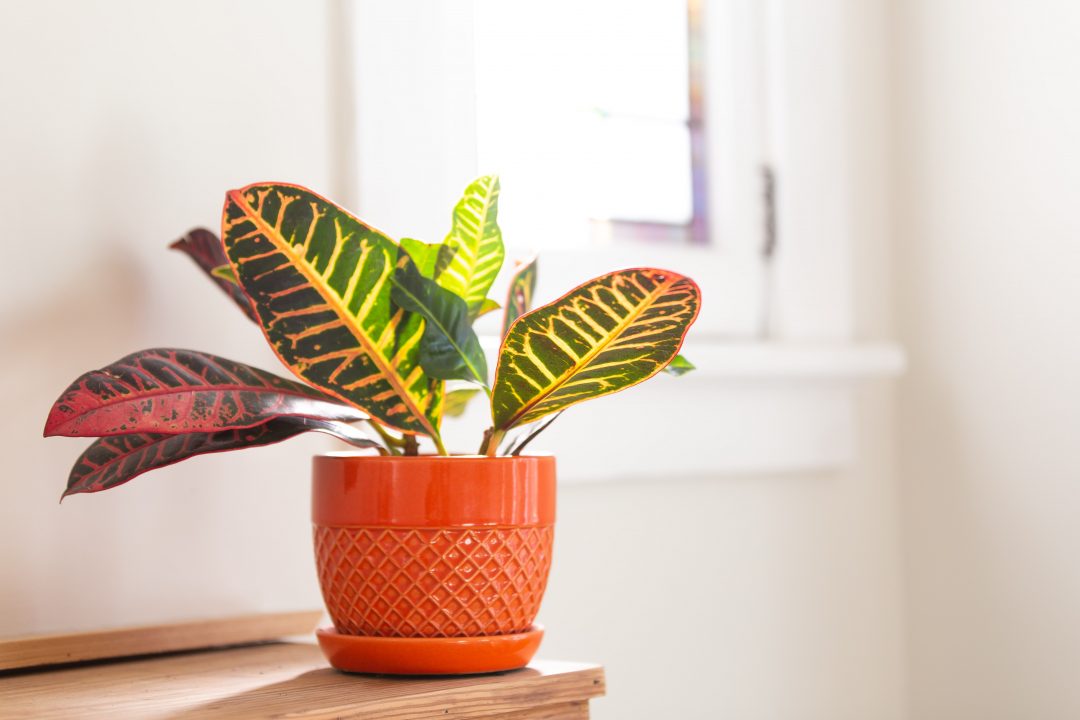 Croton plant in an orange pot in a sunny room
