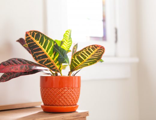 Croton plant in an orange pot in a sunny room