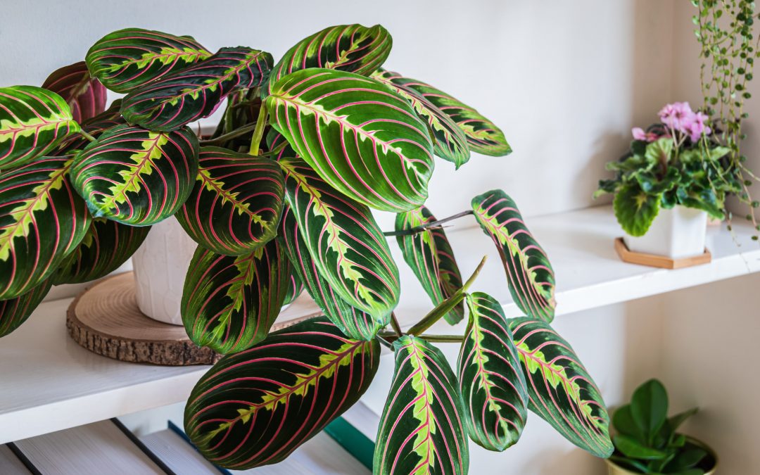 Prayer plant growing indoors in a white pot