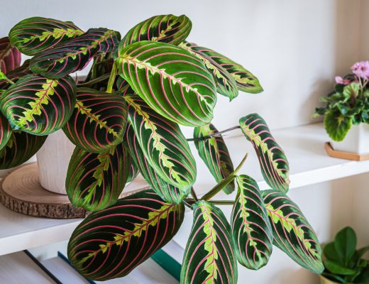 Prayer plant growing indoors in a white pot