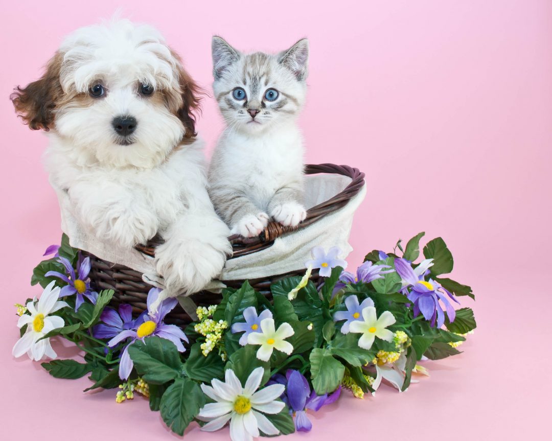 Small white puppy and kitten sit together in a flower basket