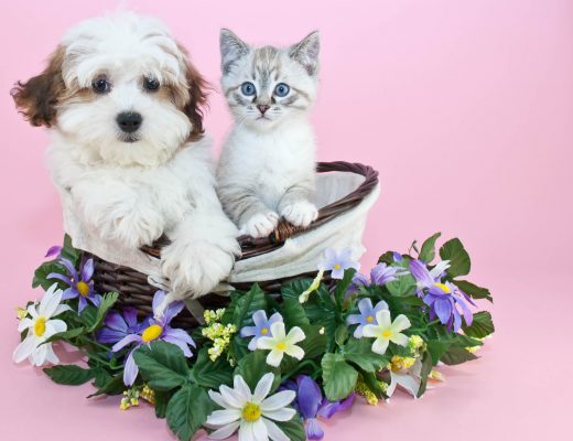Small white puppy and kitten sit together in a flower basket
