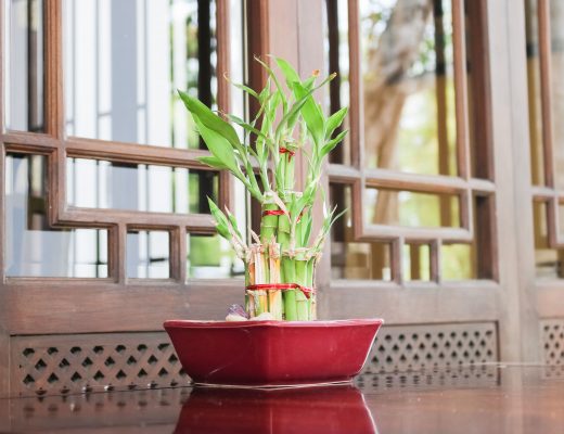 Lucky bamboo in a pot
