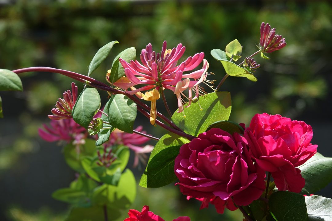 Close-up of a red rose blooming with honeysuckle flowers in a garden