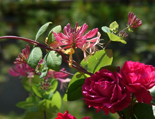 Close-up of a red rose blooming with honeysuckle flowers in a garden