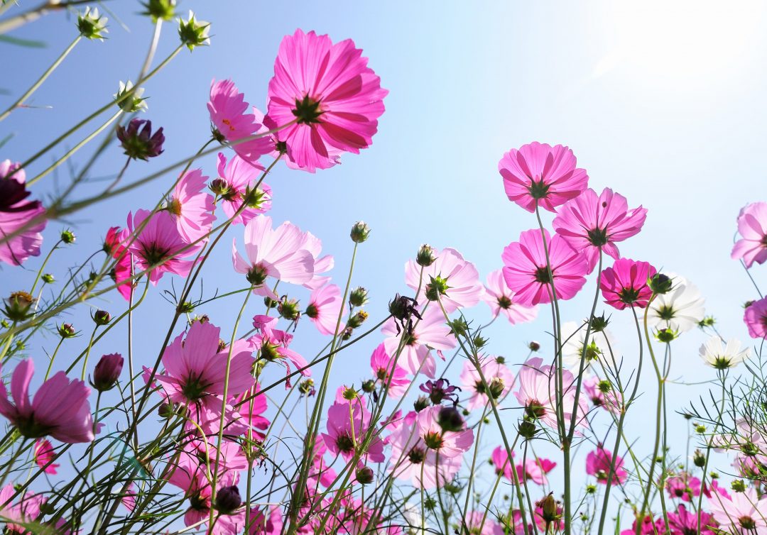 Pink flowers bloom against a blue sky