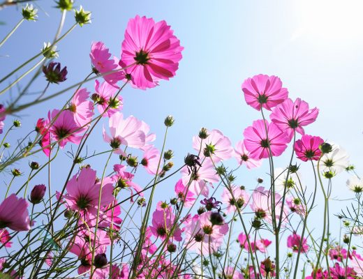 Pink flowers bloom against a blue sky