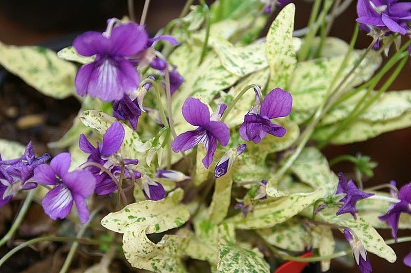 Violet sumire flowers growing outside