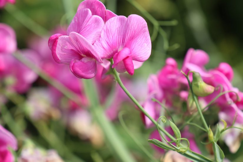 Close-up of pink sweet pea flower
