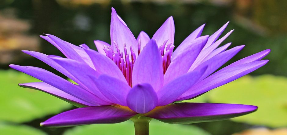 Close-up of violet water lily flower blooming