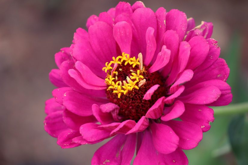 Close-up of pink zinnia flower blooming