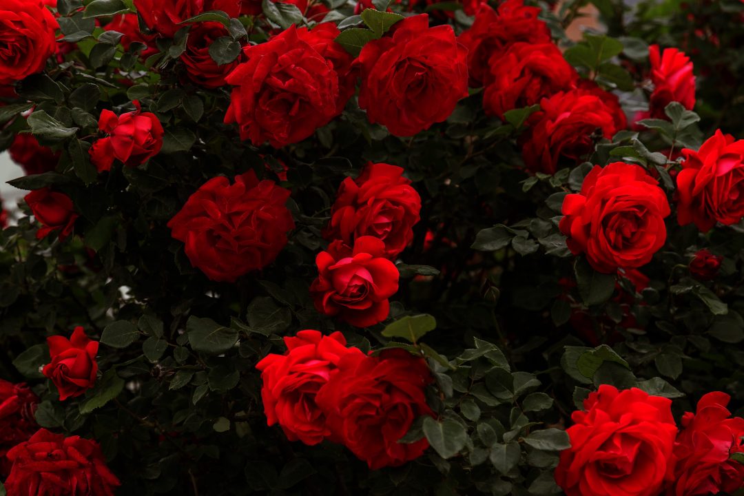 Bush of red roses growing outside