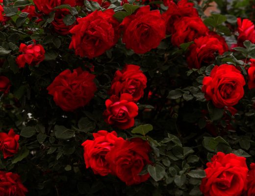 Bush of red roses growing outside