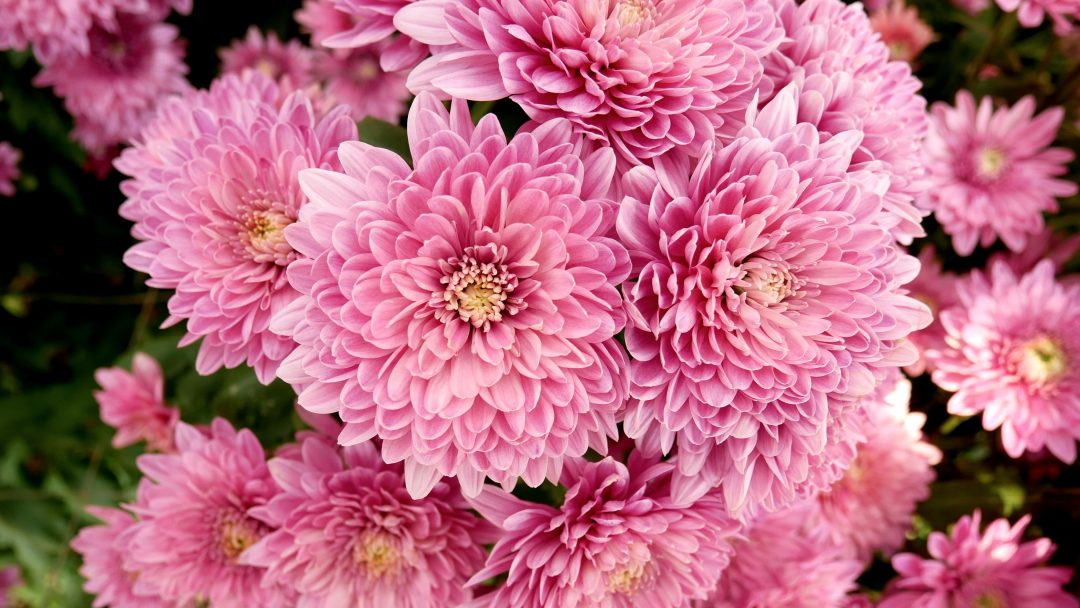 Close-up of pink chrysanthemums outside