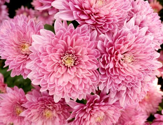 Close-up of pink chrysanthemums outside