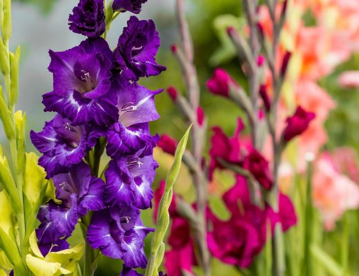 Close-up of purple gladiolus flowers blooming outside