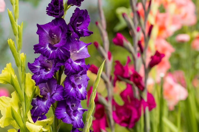 Close-up of purple gladiolus flowers blooming outside