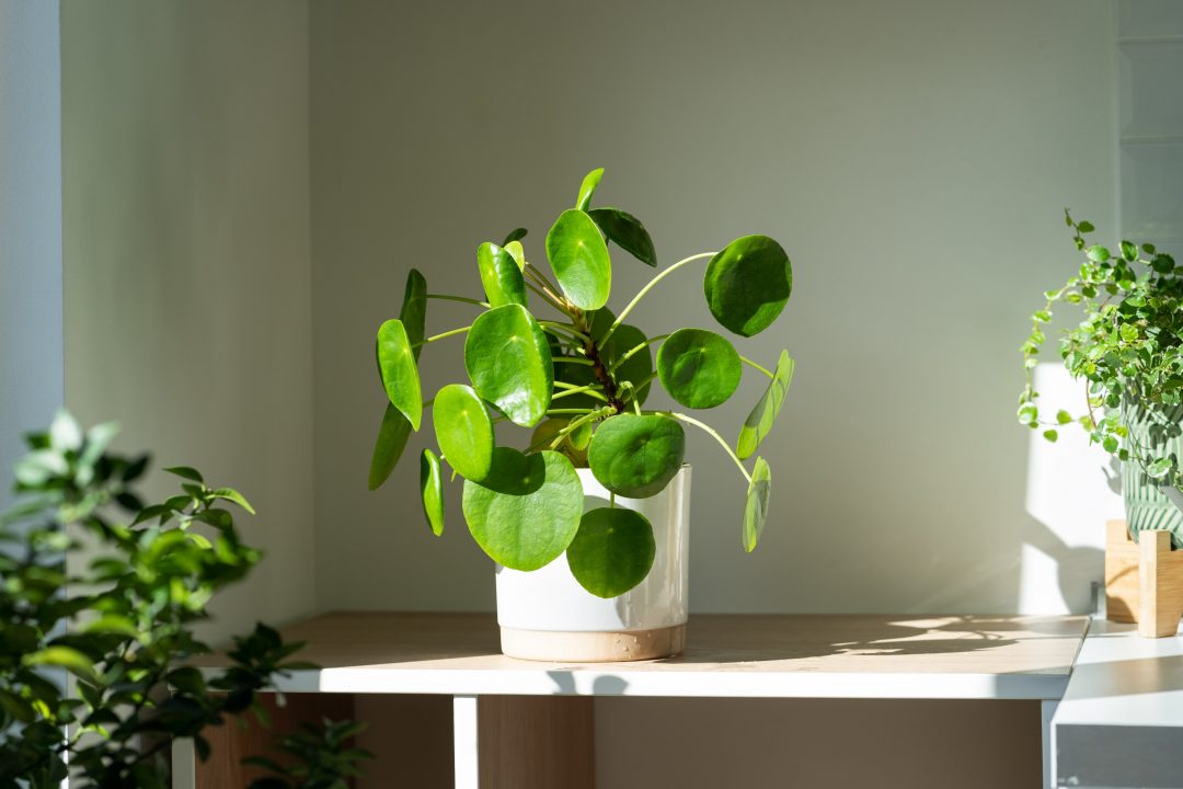 Chinese money plant lit up in a bright room