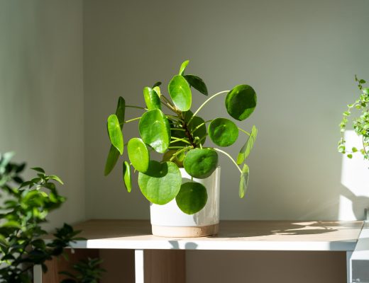 Chinese money plant lit up in a bright room
