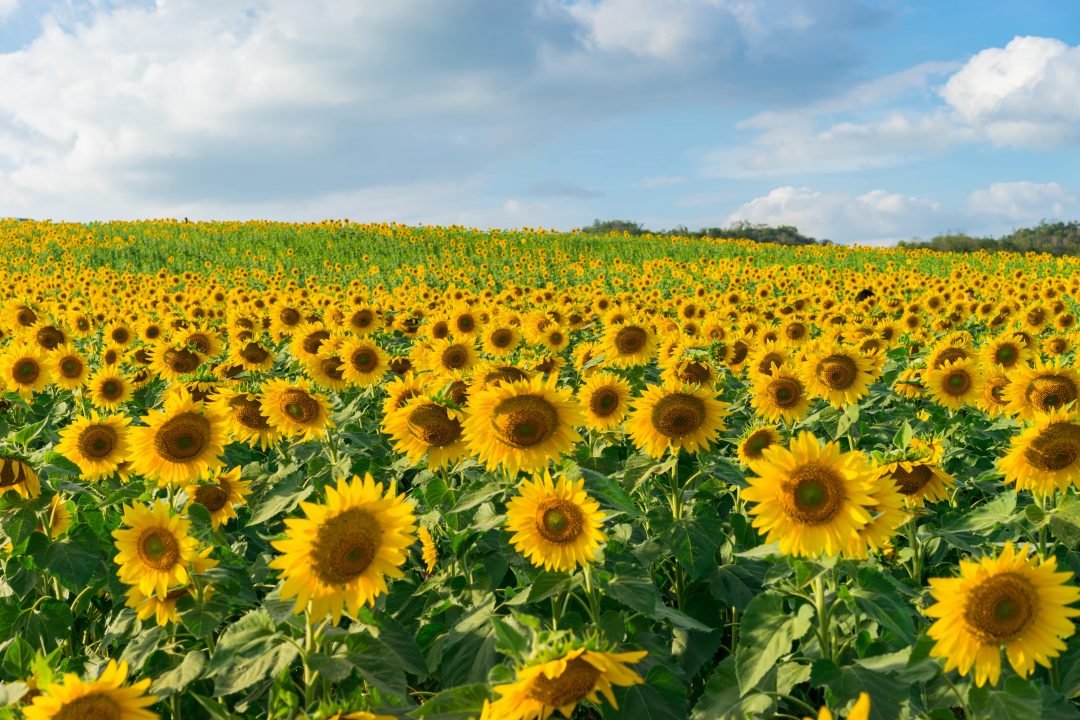 Field of bright sunflowers blooming against the blue sky