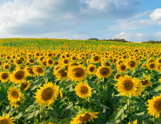 Field of bright sunflowers blooming against the blue sky
