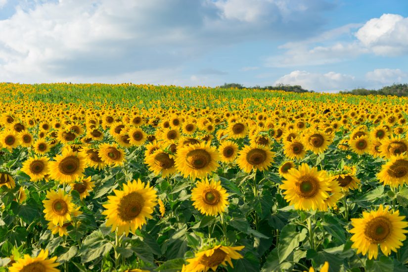 Field of bright sunflowers blooming against the blue sky
