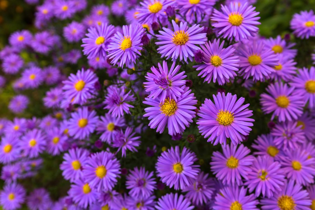 Purple asters growing outside