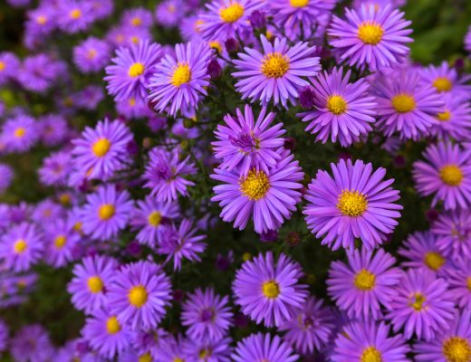 Purple asters growing outside