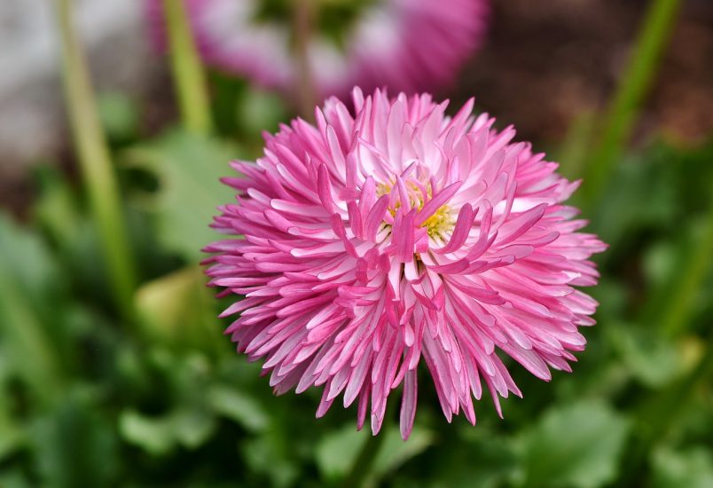 Pink china aster flower blooming outside