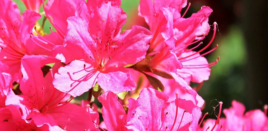 Pink azalea flowers blooming outside