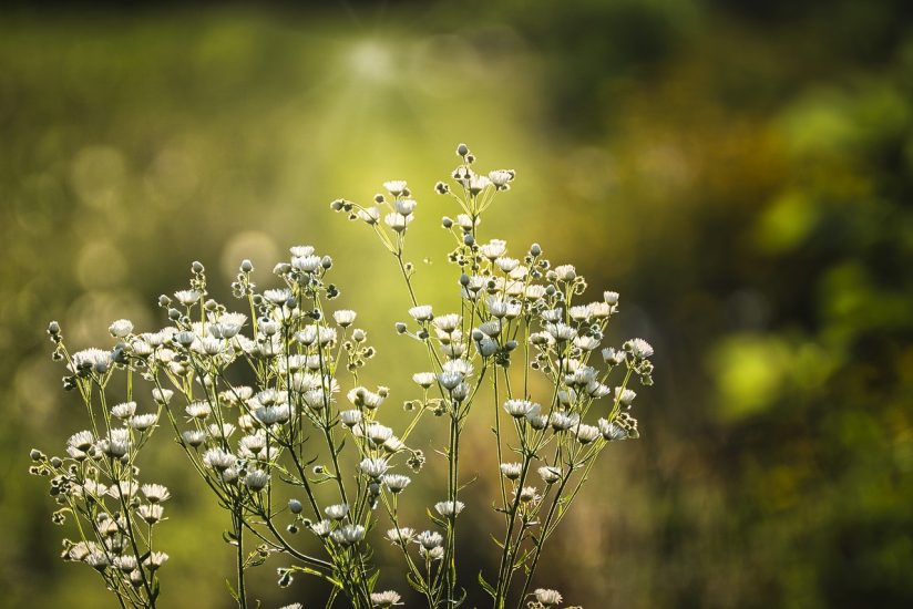 Baby's breath growing outside