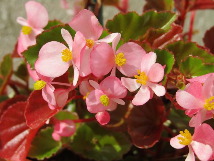 Pink begonia flowers growing outside