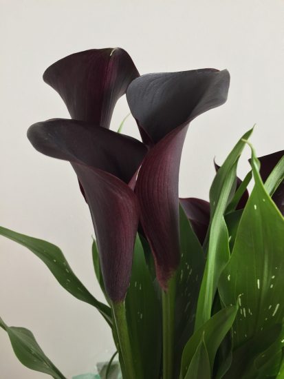 Close-up of black calla lilies
