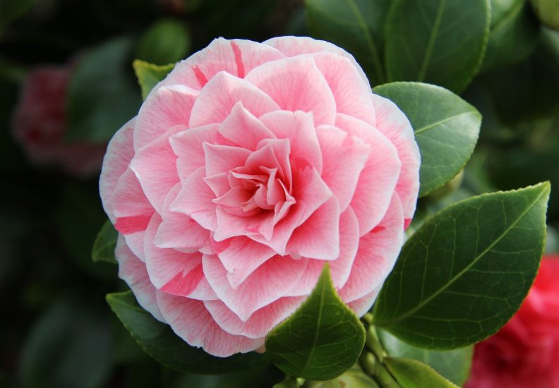Pink camellia flower blooming outside