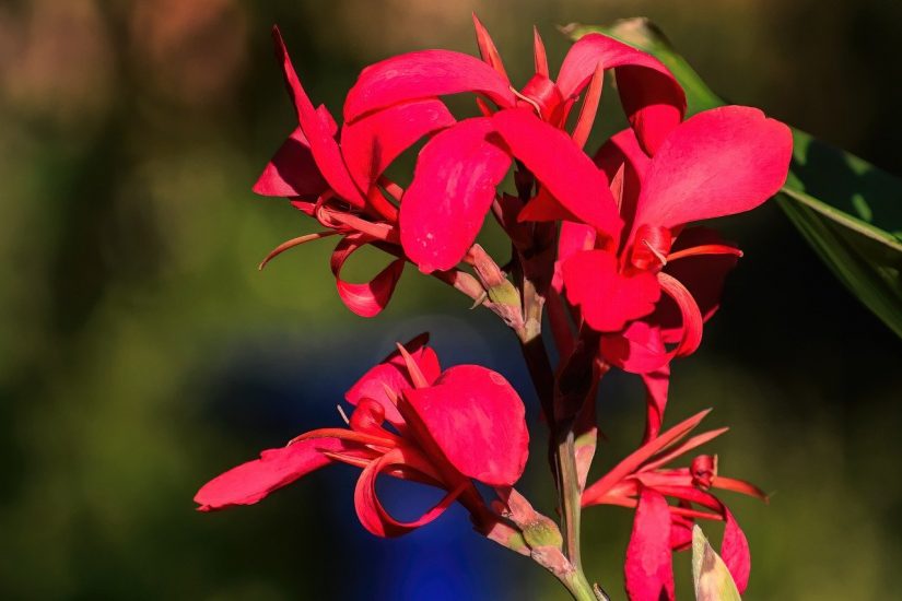 Bright red canna flower blooming outside