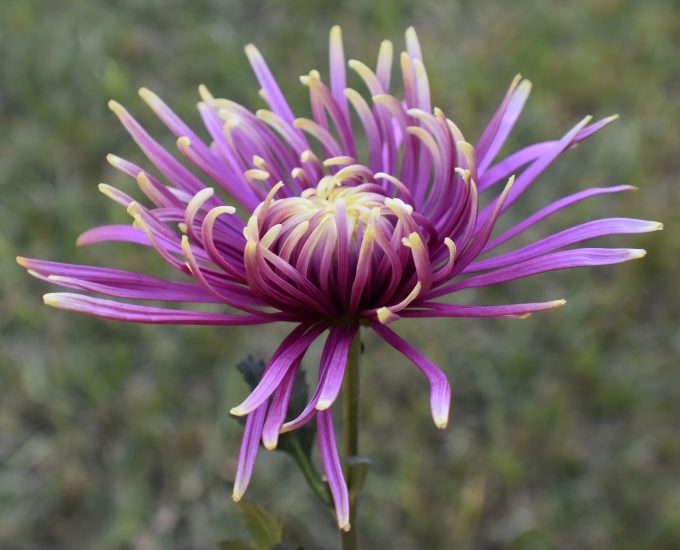 Violet spider mum flower growing outside