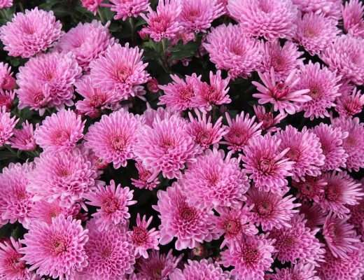 Pink chrysanthemums growing in a bunch outside