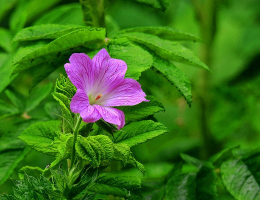 Purple geranium flower growing outside