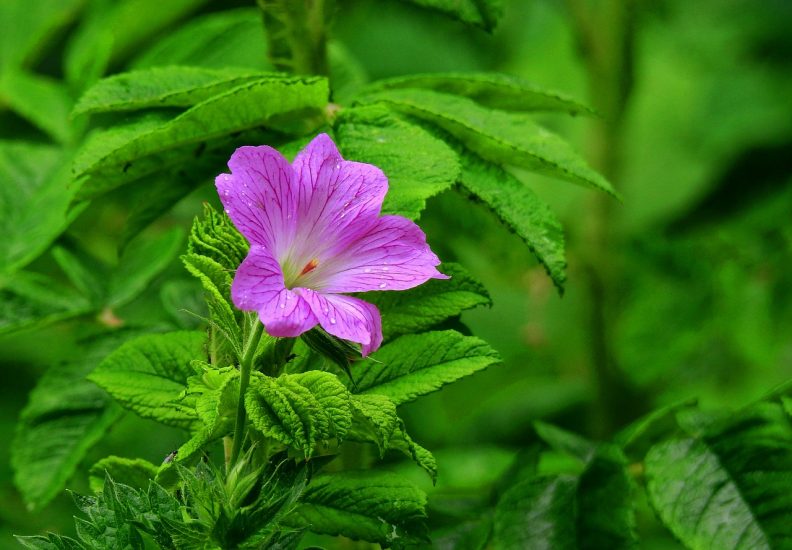 Purple geranium flower growing outside