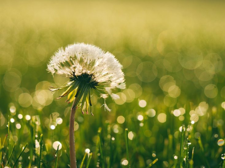Dandelion in a field